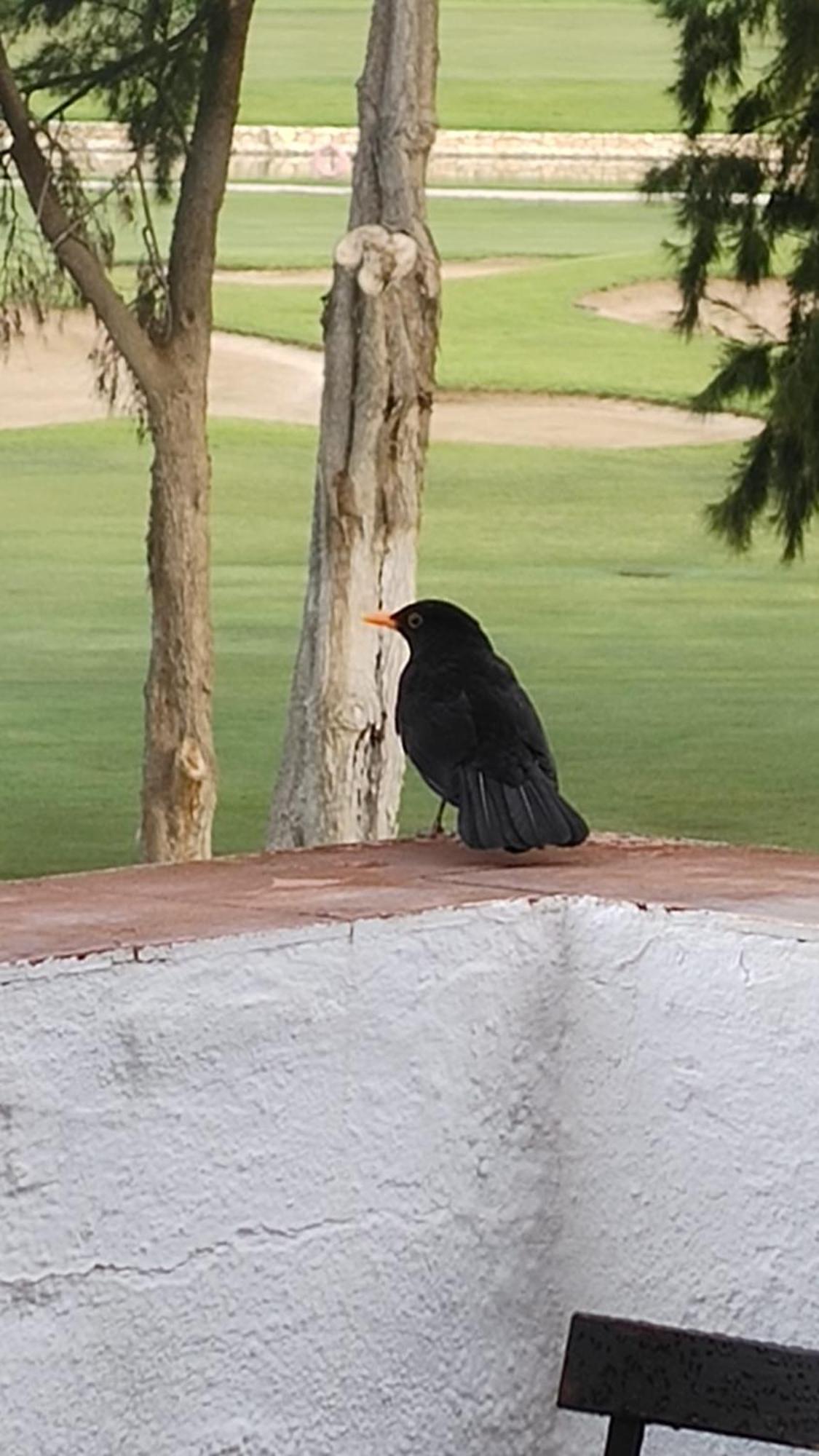 Am Mijas Golf Views Daire Fuengirola Dış mekan fotoğraf